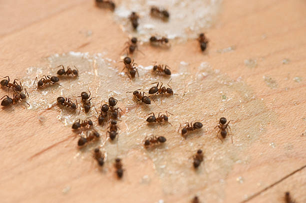 Best Pest Inspection Near Me  in Boyertown, PA