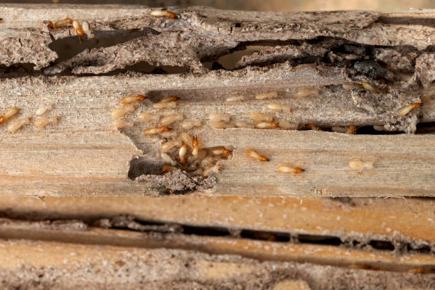 Best Pest Removal Services  in Boyertown, PA